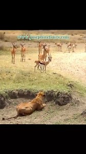 4.6K reactions · 52 shares | Witness the incredible wildlife of...