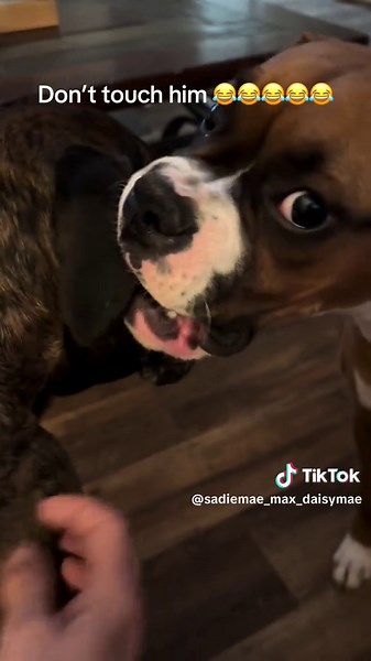 sadiemae_max_daisymae on TikTok