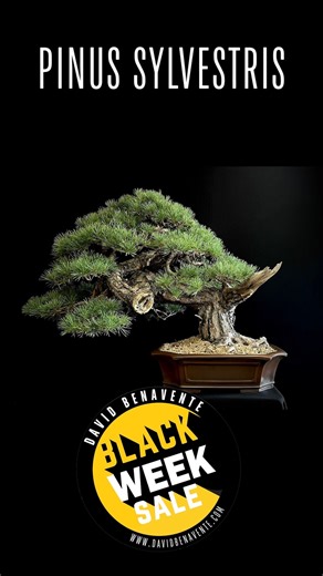 ✨ Black Week no se detiene en el jardín de David Benavente ✨ 🔥 Descuentos irresistibles que no querrás dejar pasar. 🛒 Renueva tu estilo y aprovecha las ofertas en nuestra web 👉 www.davidbenavente.com O visítanos en el jardín 📌Calle Navamora 5, Galapagar ¡Solo por tiempo limitado! Corre antes de que se agoten… | David Benavente Estudio de Bonsai