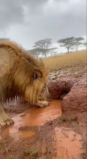 Lion VS Wild Boar #animals