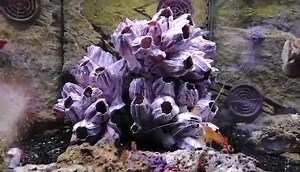 2.2K views · 24 reactions | It's a Barnacle Blenny feeding frenzy!  | Abyss Aquatic Warehouse | Facebook