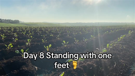 Today we standing with one leg next week will start spreading wings #tiktoksouthafrica🇿🇦🇿🇦🇿🇦 #seedlings4life🌱🌱 #farming #cabbage