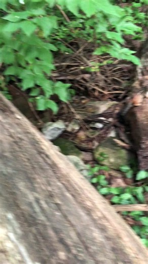 Introducing Baby Mooshy, fill the cheeks my sweet baby #fyp #cuteanimals #cute #chipmunks #babymooshy