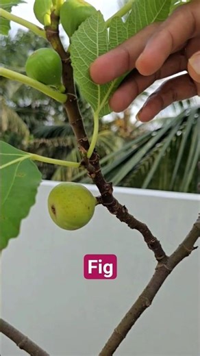 fig plant in pot | terrace garden