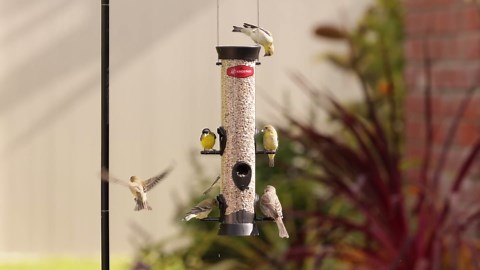 Kingsyard Tube Bird Feeders for Outdoors Hanging, Wild Bird Feeder with 6 Feeding Ports, Easy to Clean & Refill, 2 lbs Seed Capacity, Great for Attracting Finches, Cardinals (Red)