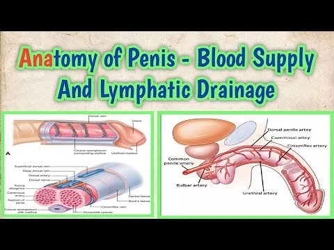 Anatomy of Penis - Blood Supply And Lymphatic Drainage l ‪@abhishekghoolibmcri‬