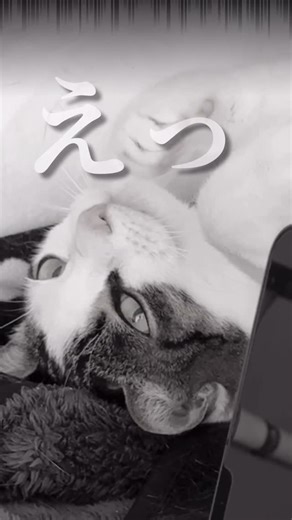 ビビさんとよつご on Instagram: "今回は万田酵素さんのサプリメント 「愛猫おもいの万田酵素」 関節ケアと口腔ケアをご紹介いたしました！ あの万田酵素さんってペット用もあったんだ〜！！ 知らなかった！ 年齢的にもいろんなことが気になってビビさんをメインに 今毎日あげてるけど、カリカリの上にかけてもみんないつものように食べてくれるから続けやすいし、乳酸菌も入ってるから◎ みんなもぜひためしてみてね〜！ 「愛猫おもいの万田酵素」は全国のペットショップで順次発売が始まってます！ 最新の取り扱い店舗情報は、万田酵素さんの公式Instagram（ @mandahakko_official )のストーリーズ・ハイライトをチェックしてみてね。 #PR#愛犬おもいの万田酵素#愛猫おもいの万田酵素 #万田発酵 #万田酵素 #猫サプリ#猫用サプリ#猫のサプリ"