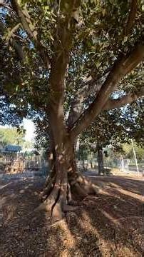 Old Red Gum #oldtree #redgum #gumtree #eucalyptus #tree #ancienttree