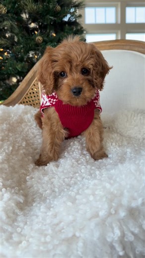 He’s just the right size! 🎄❤️ • • • #stockingstuffers #christmas #cavapoo #mini | Golden Valley Puppies