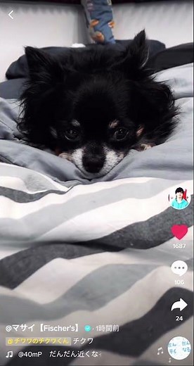 TikTok チクワ フィッシャーズ