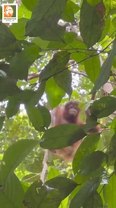 Hujan is mastering the treetops and reaching new heights! Support her rehabilitation journey and follow her progress by adopting her. 👉 https://www.orangutan-appeal.org.uk/adopt | ORANGUTAN APPEAL UK