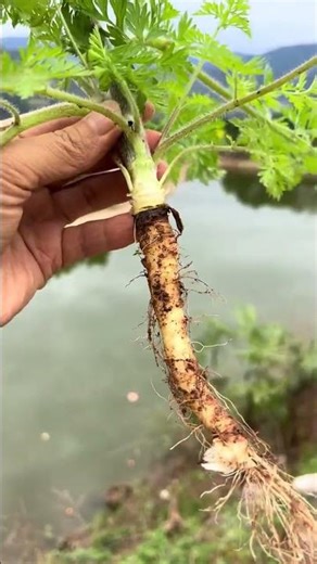 Unveiling the Hidden Treasures of Wild Ginseng