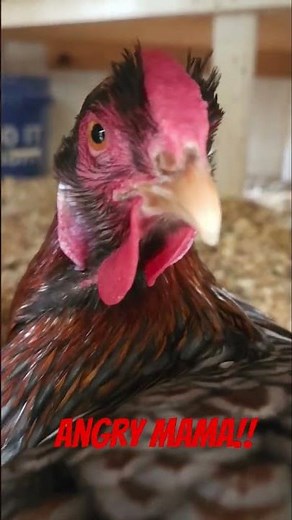 What an ANGRY Broody Hen Looks Like!!! 🐔 #chicken #mama