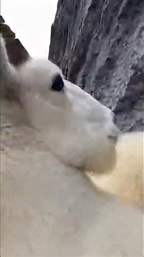 Why Thay Fight? Montain Goat | #goat #chill #asmr