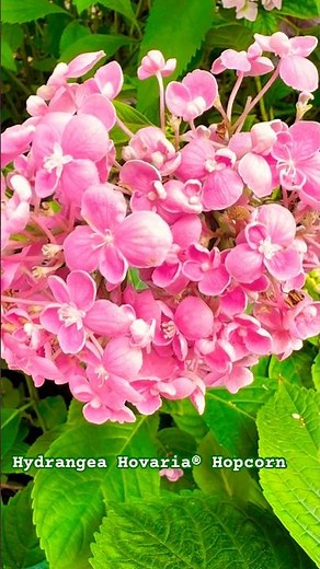 #hovaria#hopcorn#hydrangea#macrophylla#hortensia#гортензия#garden#гортензія #shorts#アジサイ #ไฮเดรนเยีย