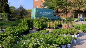 Bloom Box delivers nursery quality plants to your door