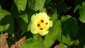 A Gossypium flower bloom of the mallow family, Malvaceae, with yellow leaves and red spots inside. The plant is more commonly known as the cotton plant, since that is where its harvested from.