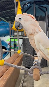 340K views · 22K reactions | We had our buddy Rowdy helping us at the monkey house last night. I also informed Kevin of another project 藍 | Our Life Adventures | Facebook