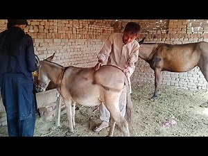 donkey mating 13 | horse mating | horse breeding | donkey breeding | horses mating numberdar vlog