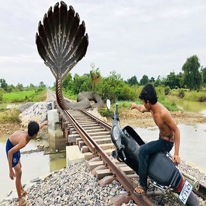 284K views · 1.6K reactions | Catch The Python Lost In The Railway Track | BigFoot News | Facebook