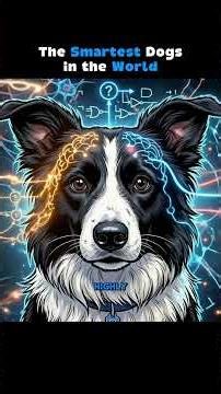 The Smartest Dog in the World… And What It Could Do