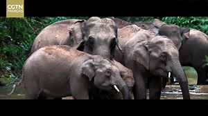 CHEMIN D'AMITIÉ ET PONT DES FRÈRES : Un endroit où se promènent les éléphants Cultiver des plantes, construire des ponts à la place de routes, creuser des tunnels en-dessous des montagnes, bâtir des barrières de protection, installer des murs anti-bruit... Les travailleurs font tout leur possible pour réduire l'impact de la construction ferroviaire sur l'environnement écologique local et sur la faune, notamment les #éléphants d'Asie. Les trains passeront bientôt en toute tranquillité à travers l