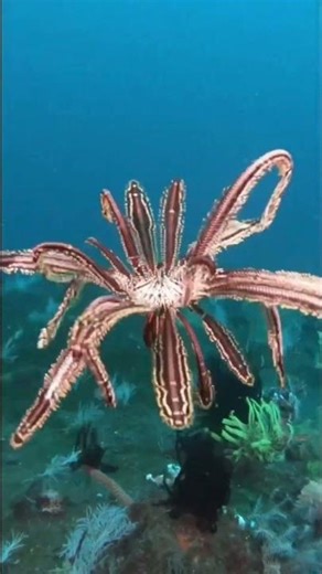 கடல் விலங்கு || Amazing Feather Star Facts || Tamil Info Share #shorts