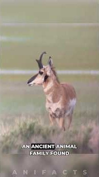 Pronghorn: The Fastest Mammal in North America #shorts