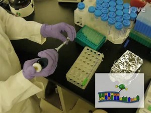Locked Nucleic Acid Flow Cytometry-fluorescence in situ Hybridization LNA flow-FISH: a Method for Bacterial Small RNA Detection