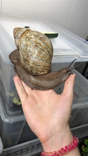 Adorable Giant African Snail in Australia