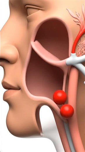 Epiglottis #biology #science