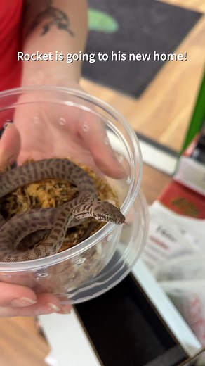 2.7K views · 38 reactions | Rocket the Children's Python is blasting...