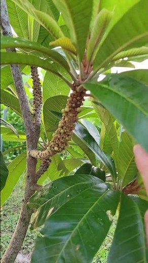 My Mamey Sapote Tree is Blooming and Flushing #gardening #garden #backyard #fruit #tropical #florida