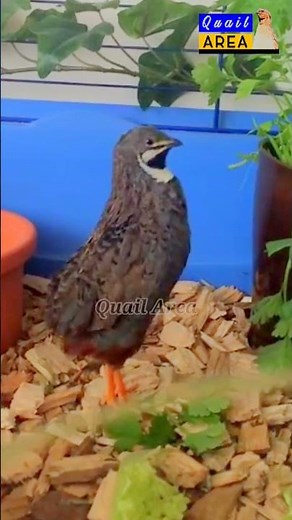 King Quail calling | Button Quail call | Harlequin Quail Call