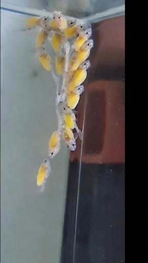 L333 King Tiger Pleco Breeding-Fry growth and evolution #fish #practicalfishkeeping #fishhobbyist