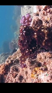 9K views · 140 reactions | Beautiful octopus camouflage  #octopus #octopuslove #octopuses #camouflage#reelsviralシ #reelsviralfb #scubadiving #naturephotography #marinelife #OceanWonders | Scuba Diving Holidays | Facebook