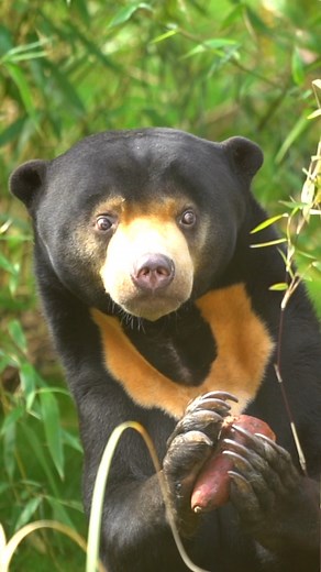 Un-bearably cute is an understatement 😍 #paradisewildlifepark #sunbear #wildlife | Hertfordshire Zoo