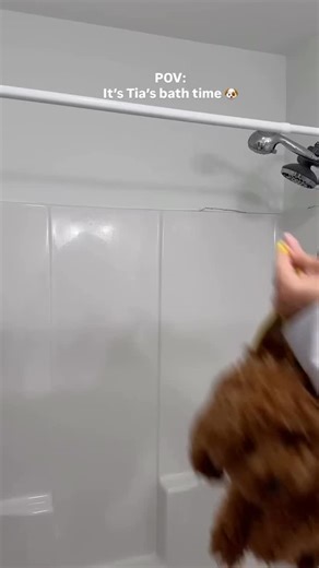 cavapooworld on Instagram: "Bath time 🥺 📸 @the_hayeks ➖ DM us to get your dog or litter FEATURED! ☺️ Follow us @CavapooWorld and use tag #CavapooWorld ➖ We feature cavapoos and all types of doodles and poodles! 🤗 ➖ #cavapoo #cavapoosofinstagram #cavapoopuppy #cavapoogram #cavoodles #cavapoos #poodles #doodles #doodlesofinsta #cavapoochons"