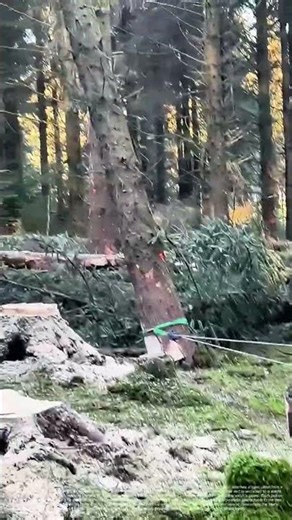 The Hand-Winch Heave: Felling a Tree with Manual Leverage