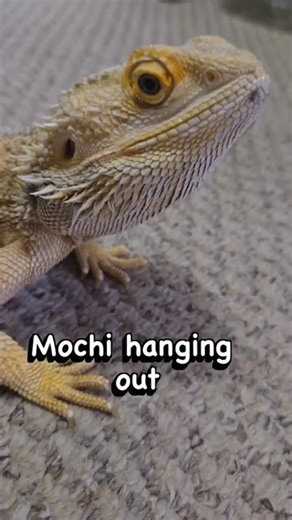 Sweet Mochi is our year and a half old male bearded dragon that is dealing with an abscessed hemipene. He is the second lizard we currently have that needs surgery for amputation, but thankfully at this moment he is stable and doing well in his foster home with our volunteer Lindsey! Sadly, the leopard gecko we took in, hotdog, needs the surgery more urgently due to his hemipenes being necrotic and rupturing out on one side. Thankfully, reptiles only have them for reproduction, not for urination