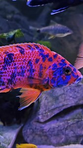 Redberry Aulonocara | JJ Aquatics