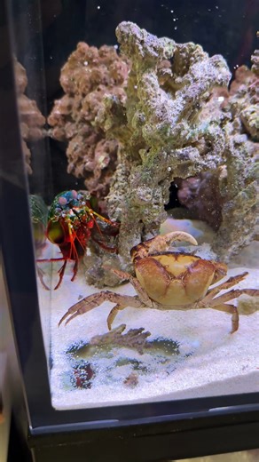 698K views · 6.2K reactions | Amazing Mantis Shrimp Facts! | Peacock Aquatics | Facebook