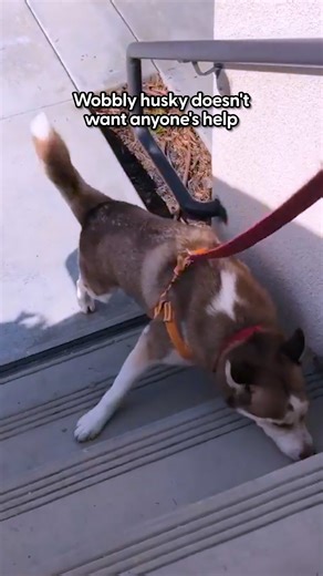 The Dodo on Instagram: "The proud grin when he finally gets to the top of the steps for the first time 😭❤️ Chad opened up about adopting @nodderthewonderhusky as a wobbly puppy and helping him find his confidence — one brave step at a time 💪"