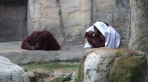 Orangutan Stock Footage Video (100% Royalty-free) 18058465 | Shutterstock