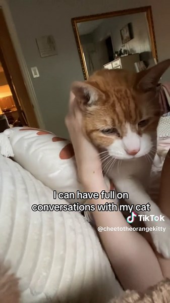 Conversing with Cats: Understanding Feline Communication