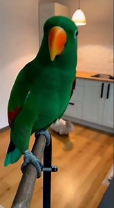 Funny Moments of Cats Slipping and Falling