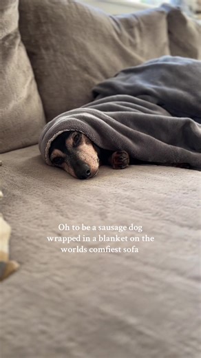 Where Kenny spends 96% of his day🐾 #dachshund #sausagedog #dogsotiktok #funnydogs #dachshundlover