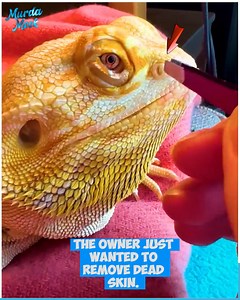 93K views · 44 reactions | Watch as this dragon resists its owner’s attempts at nose-shedding. | Murda Mook | Facebook