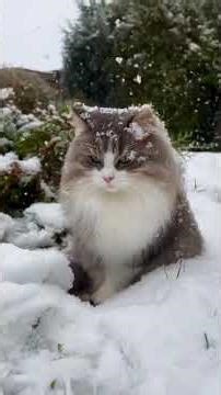 🇳🇴 Winter in Norway ❄️Title:Winter in Norway | Arctic Beauty, Northern Lights & Snowy Wonders