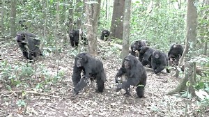 Chimpanzees at war: 19 infant chimps killed in infighting, study finds
